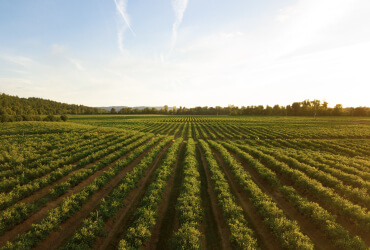 AGRICULTURAL